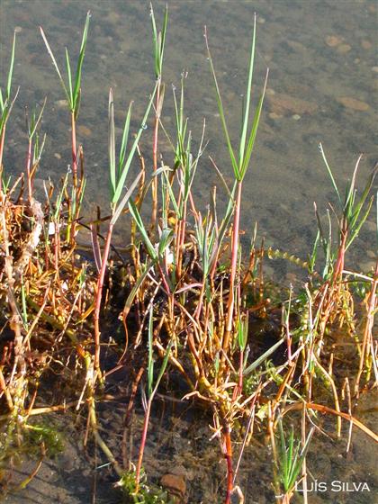 Paspalum distichum L.