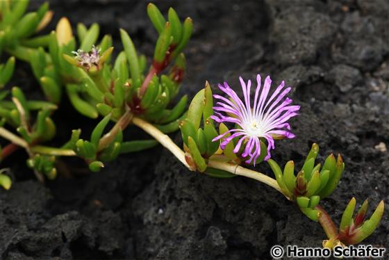 Caule; folhas; flor / © Hanno Schaefer