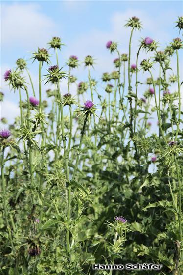 Silybum marianum Gaertn.