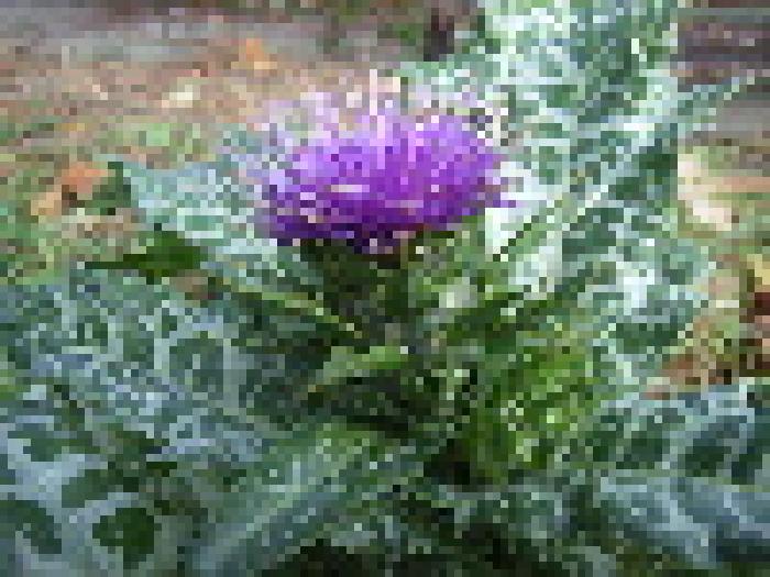 Silybum marianum Gaertn.