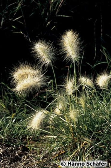 Catapodium marinum (L.) C.E.Hubb.