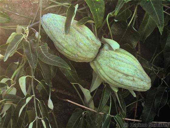 Leaves; fruit / © Hanno Schaefer