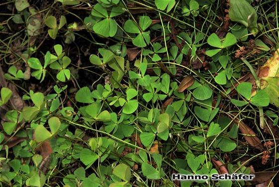 Marsilea hirsuta R.Br.