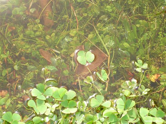 Marsilea hirsuta R.Br.