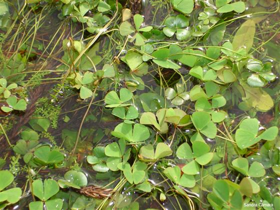 Marsilea hirsuta R.Br.