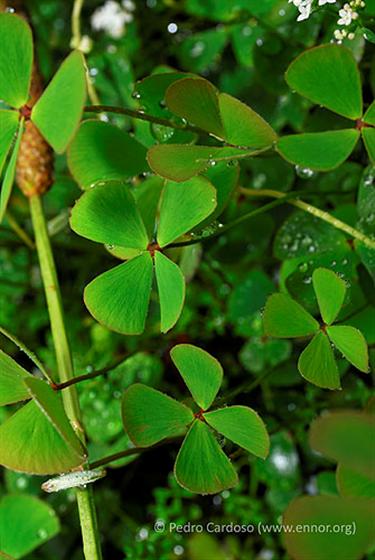 Marsilea hirsuta R.Br.