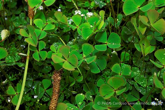 Marsilea hirsuta R.Br.