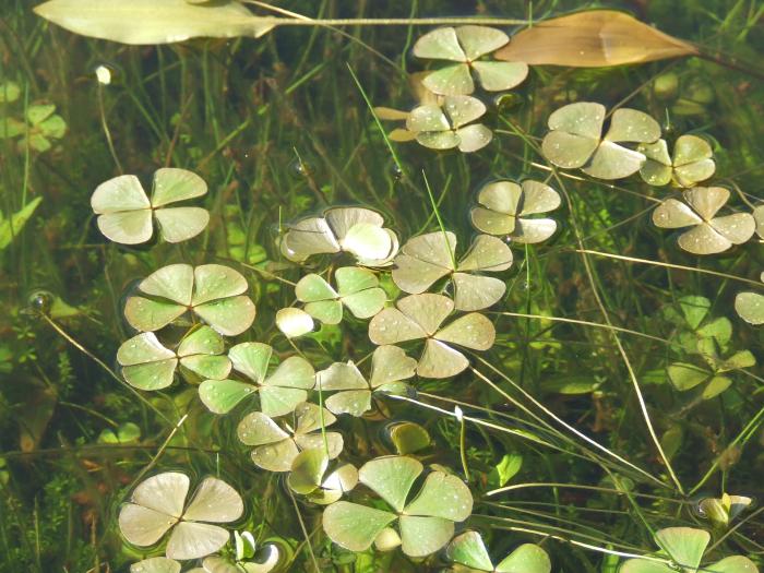 Marsilea hirsuta R.Br.