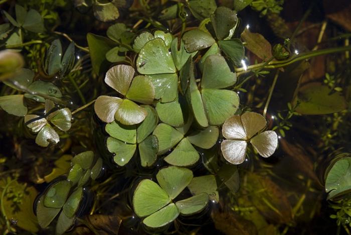 Marsilea hirsuta R.Br.