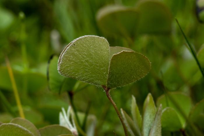 Marsilea hirsuta R.Br.