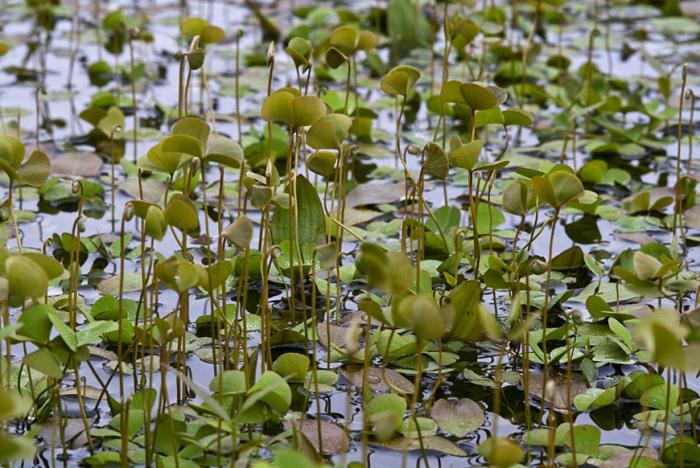 Marsilea hirsuta R.Br.