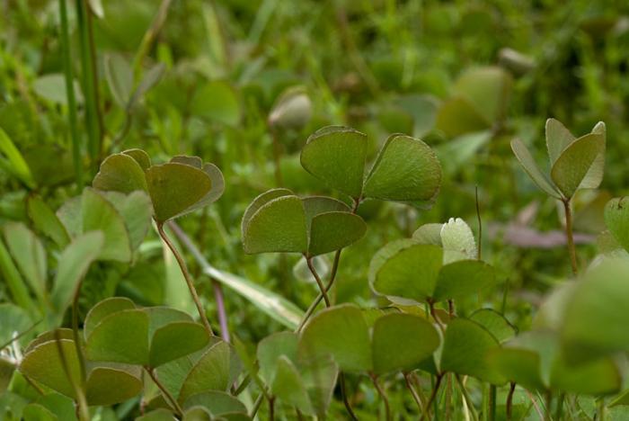 Marsilea hirsuta R.Br.
