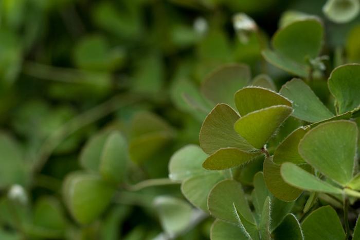Marsilea hirsuta R.Br.