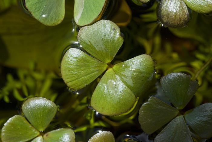 Marsilea hirsuta R.Br.