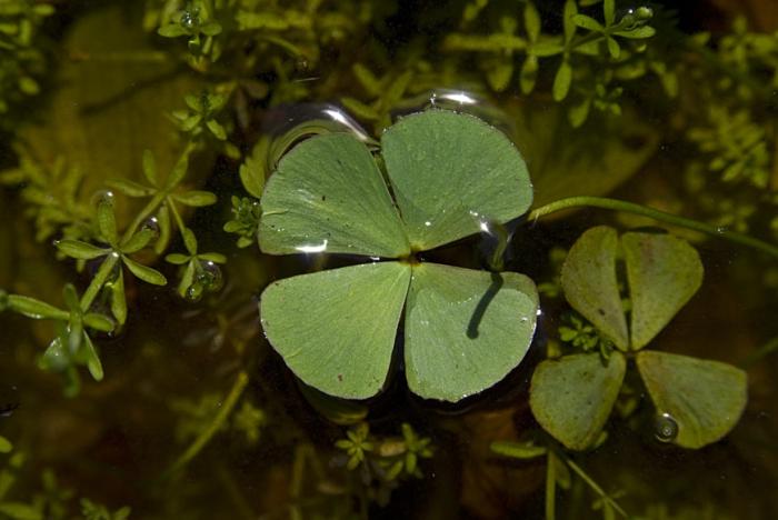 Marsilea hirsuta R.Br.