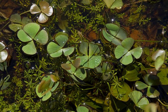 Marsilea hirsuta R.Br.