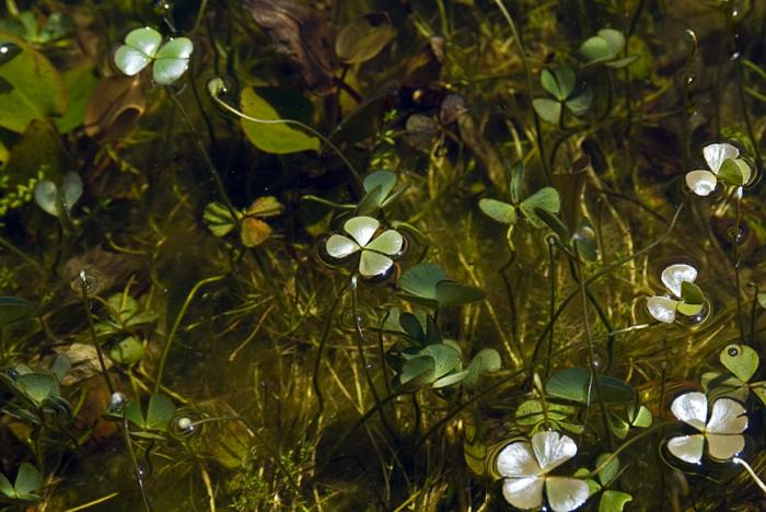 Marsilea hirsuta R.Br.