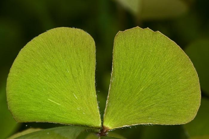 Marsilea hirsuta R.Br.