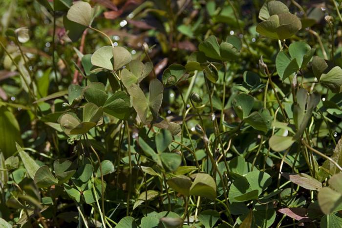 Marsilea hirsuta R.Br.