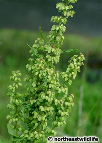 Folhas; inflorescência / © Northeastwildlife