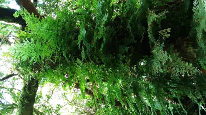 &copy; Rui Bento Elias