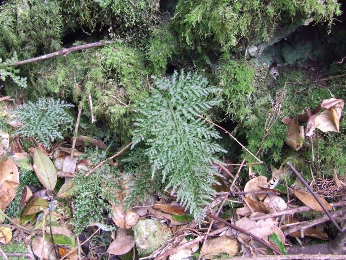 &copy; Rui Bento Elias