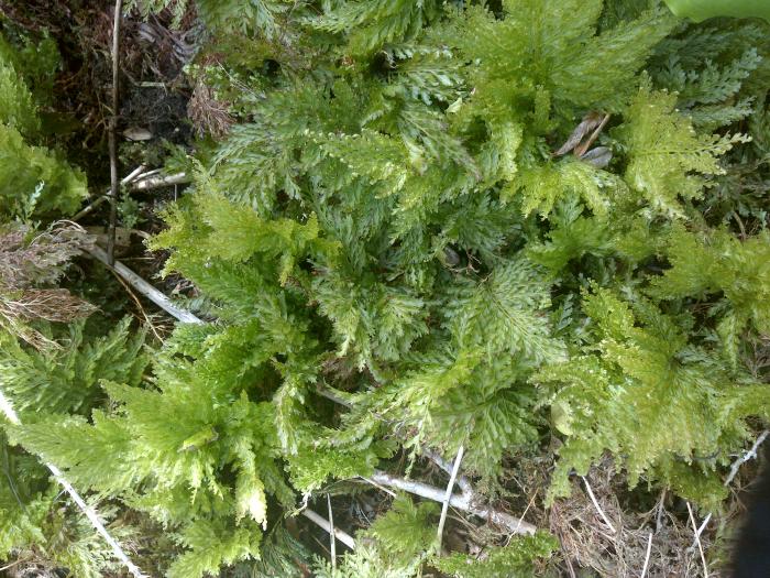 &copy; Rui Bento Elias