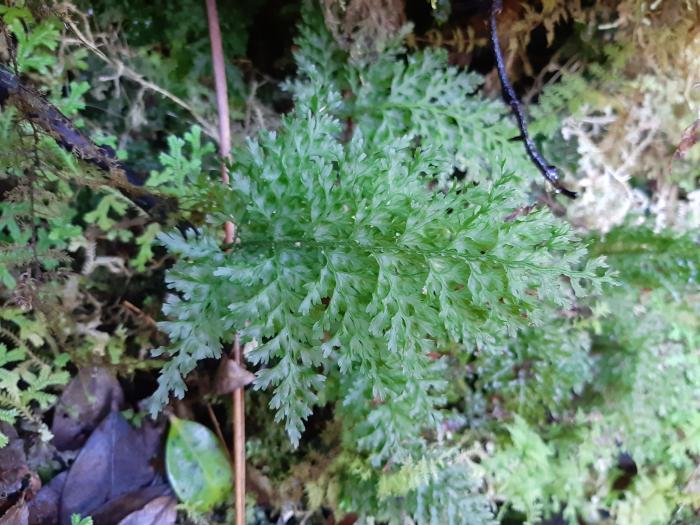 &copy; Rui Bento Elias