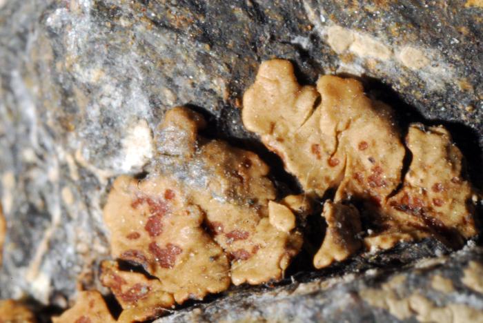 © Domenico Puntillo