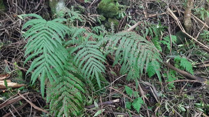 &copy; Rui Bento Elias