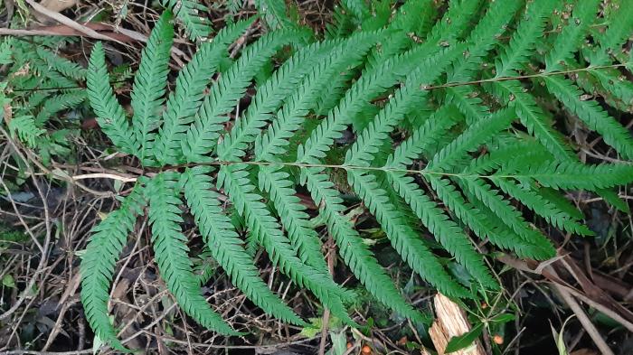 &copy; Rui Bento Elias