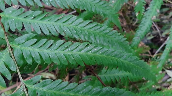 &copy; Rui Bento Elias