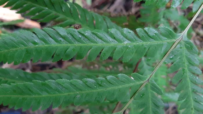 &copy; Rui Bento Elias