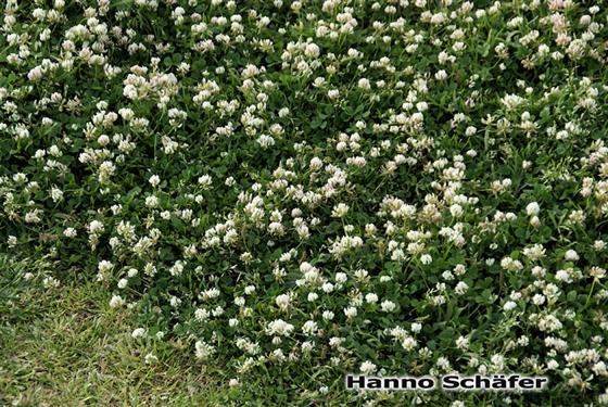 Folhas; inflorescência / © Hanno Schaefer