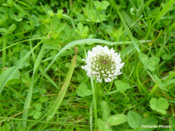 Inflorescência / © Fernando Pereira