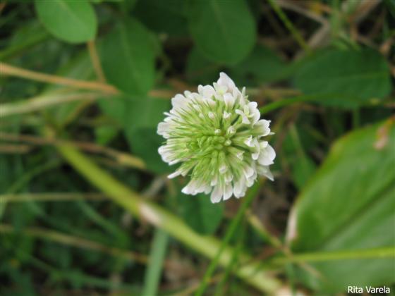Inflorescência / © Rita Varela