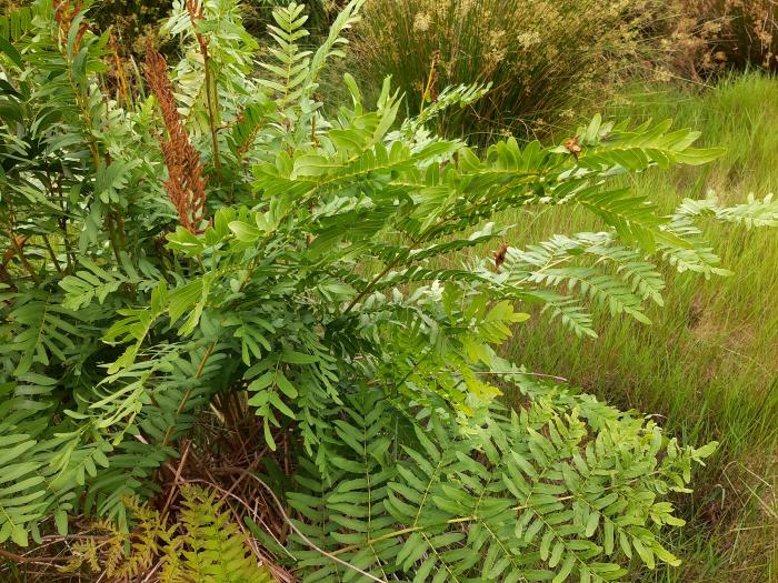 &copy; Rui Bento Elias