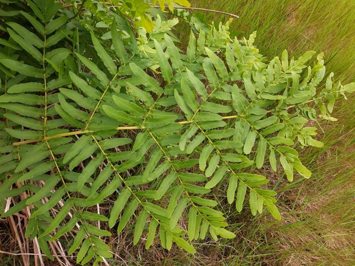 &copy; Rui Bento Elias