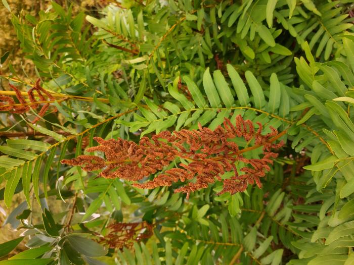 &copy; Rui Bento Elias