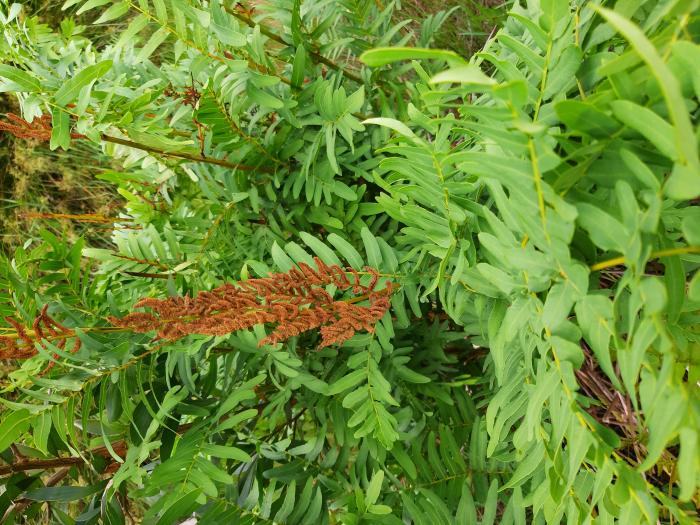 &copy; Rui Bento Elias