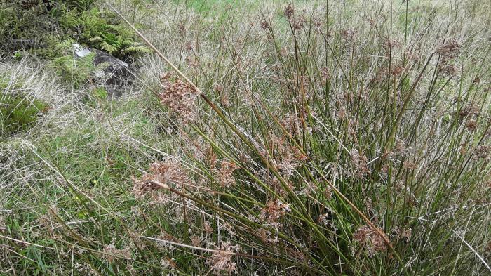 &copy; Rui Bento Elias