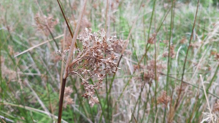 &copy; Rui Bento Elias