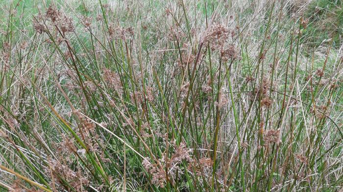 &copy; Rui Bento Elias