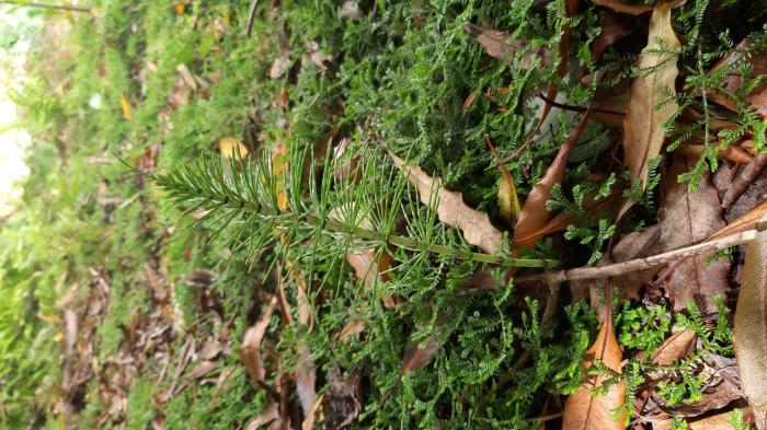 &copy; Rui Bento Elias