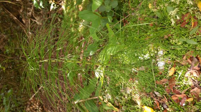 &copy; Rui Bento Elias