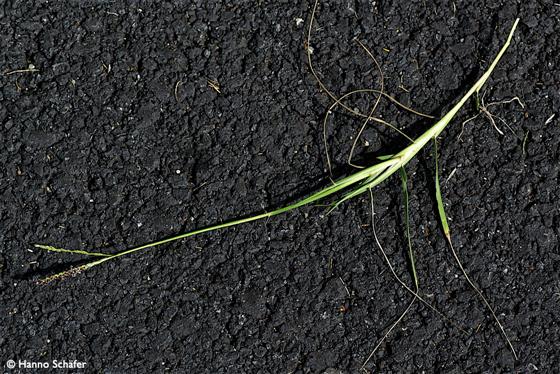 Paspalum vaginatum Sw.