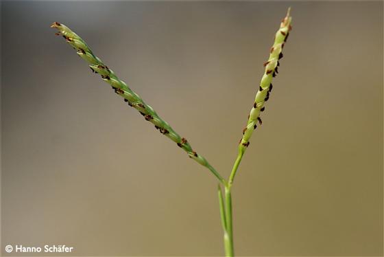 Paspalum vaginatum Sw.