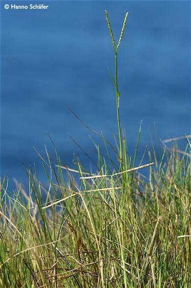 Paspalum vaginatum Sw.