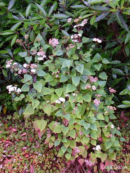 Tallo; hojas; inflorescencia / © Luís Silva