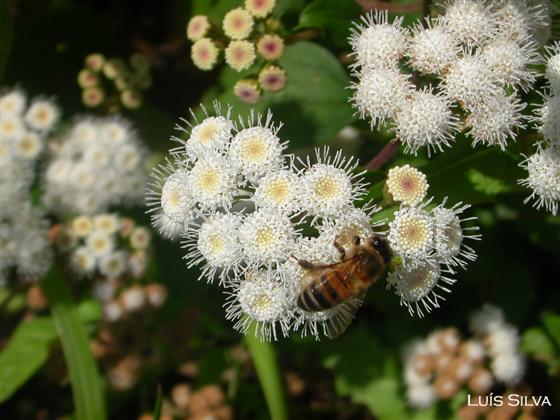 Inflorescencia / © Luís Silva